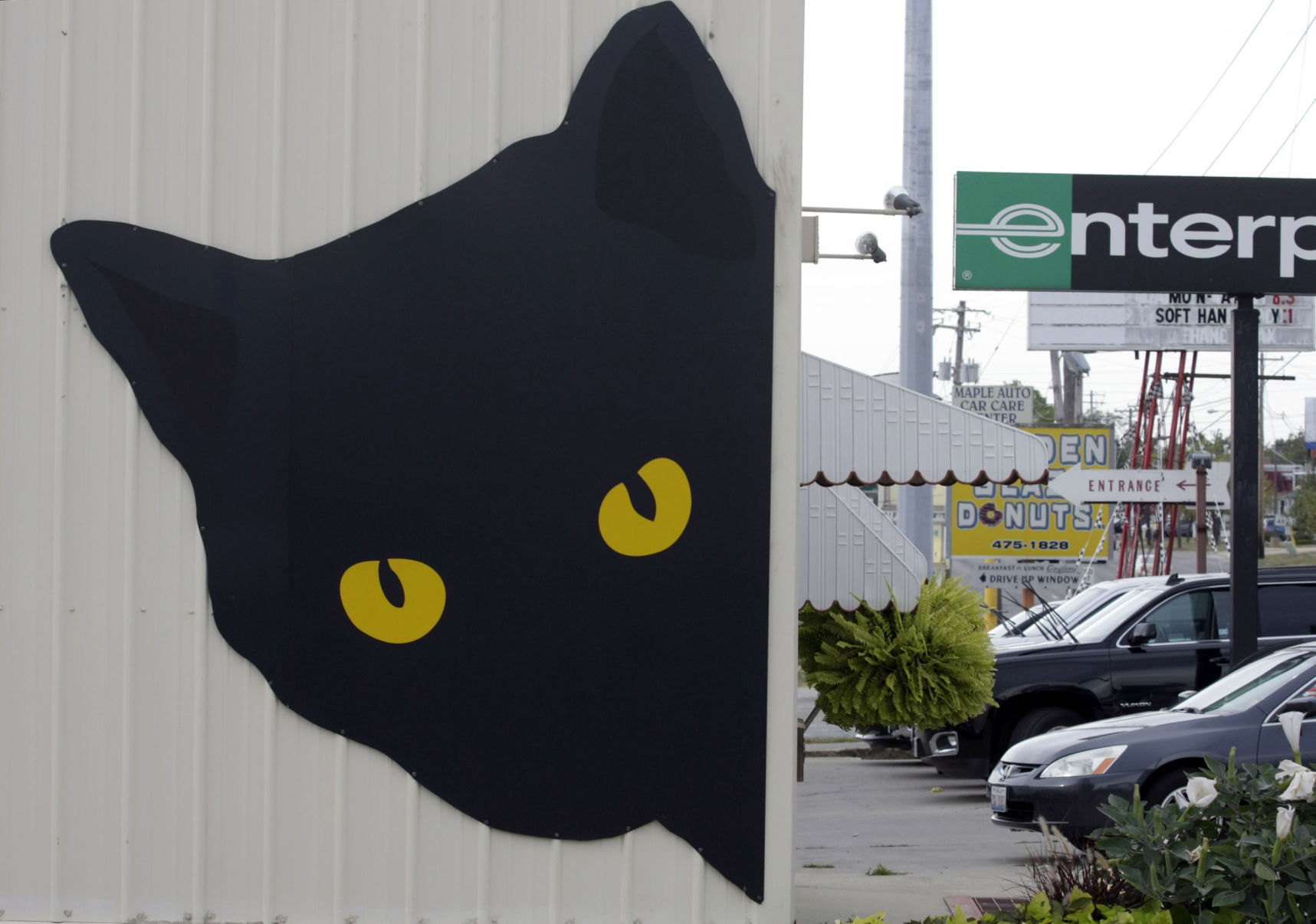 Cat at 2733 N Water Street